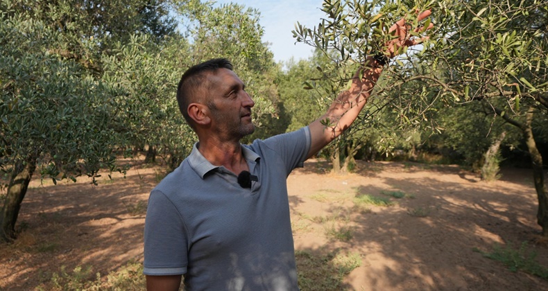 Balıkesir’de 80 bin zeytin ağacı suyla buluştu