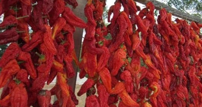 Biberlerin Kuruma Yolculuğu Başladı