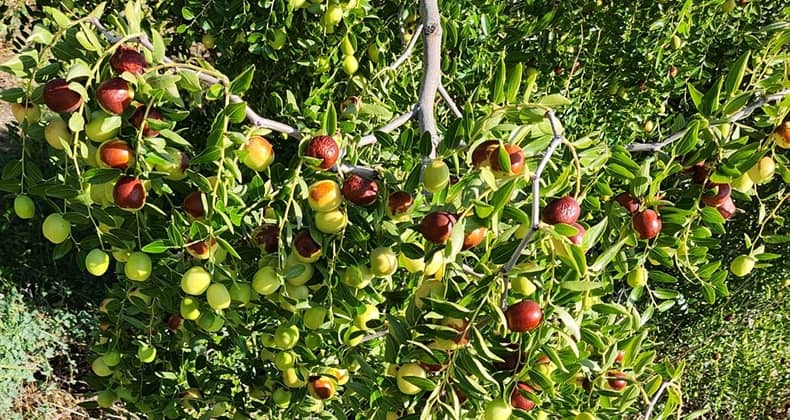Hünnap Balıkesir Ekonomisine Katkı Sağlıyor
