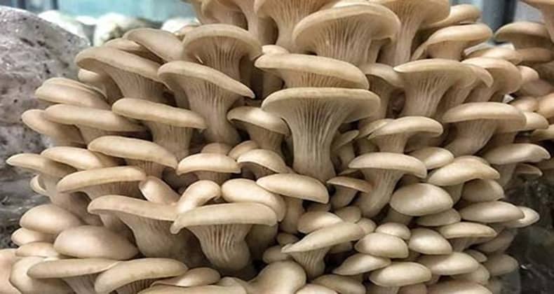 İstiridye Mantarı Balıkesir'in Ekonomisine de Sağlığına da Faydalı