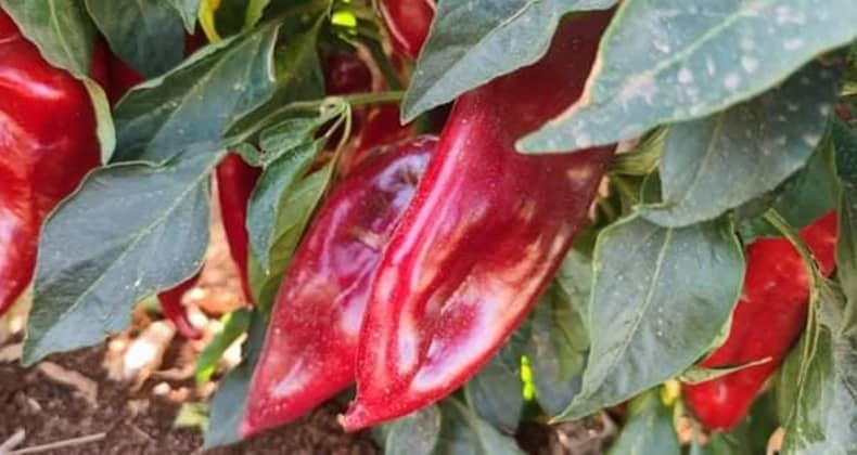 Kapya Biberin Faydaları Saymakla Bitmiyor