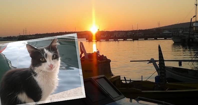 Kediler Cunda’nın Olmazsa Olmazı