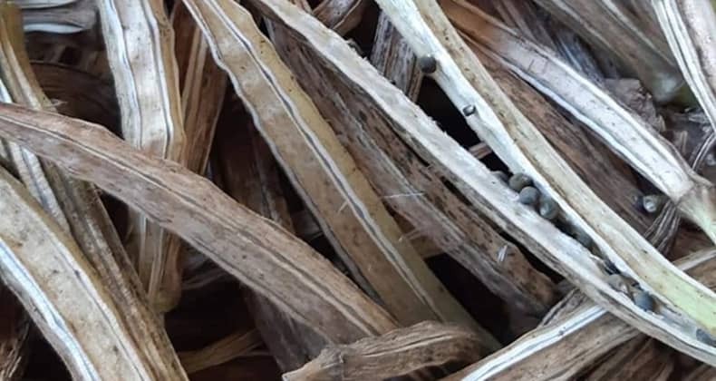 Sıra Bamya Tohumlarını Almaya Geldi