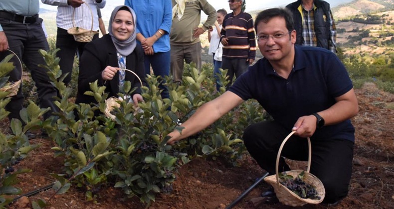 Sındırgı’da Aronya hasadı başladı