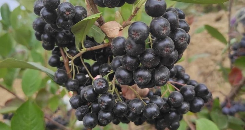 Erdek’te ‘aronya’ üretimi başladı