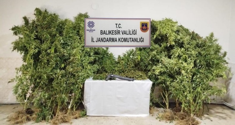 Bandırma’da kamu arazisine kenevir eken şüpheliler suçüstü yakalandı