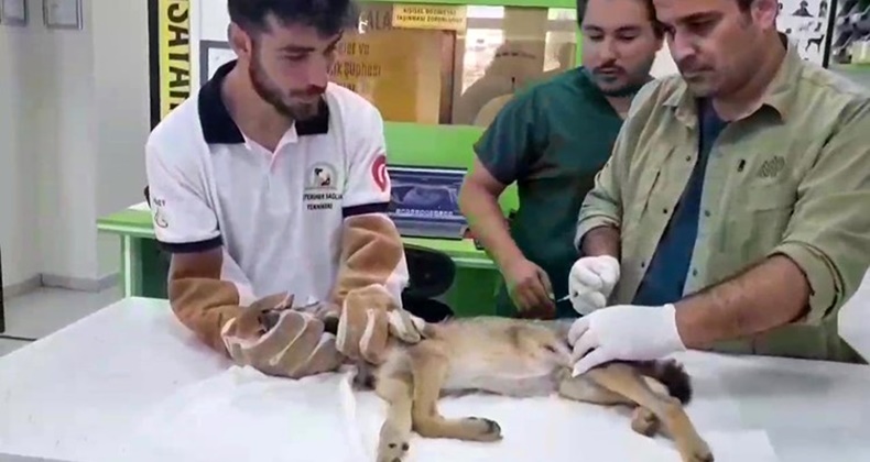 ORMANCILAR TARAFINDAN BULUNAN YARALI ÇAKAL TEDAVİ ALTINA ALINDI