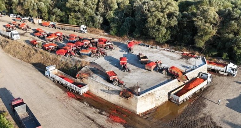 Verimli topraklarda domates krizi: Domates tarlada kaldı