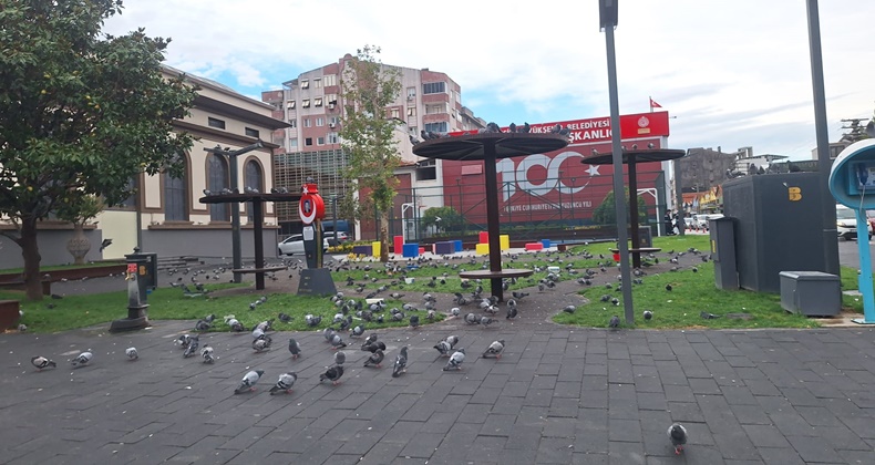 Balıkesir’in Güvercinleri Şehir Merkezinde Buluşuyor