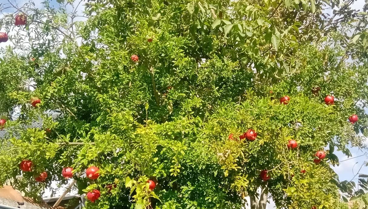 Balıkesir’de Nar Hasadı başladı