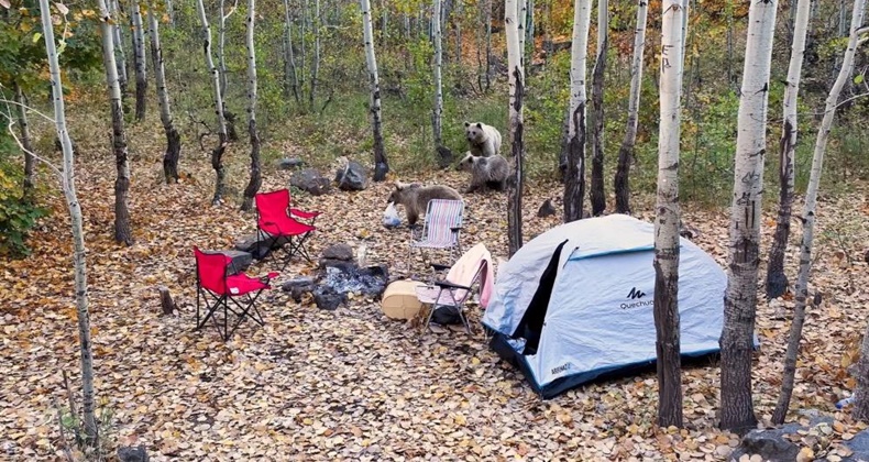 Piknikçilerin çadırına dadanan ayılar dron kamerasına yakalandı