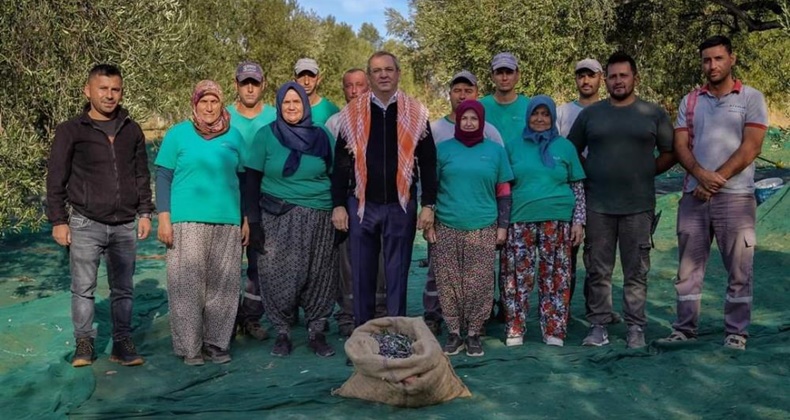 Ayvalık Belediyesi’nin Zeytinliklerinde İlk Hasat Başkan’dan