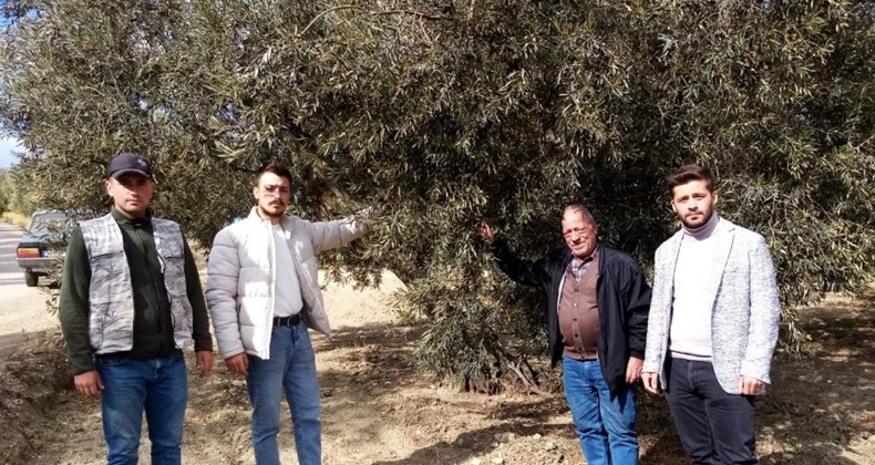 Susuzluk zeytin ağaçlarını da etkiledi