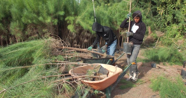 Balıkesir’de üretilen fıstıkçamı fidanları İstanbul’un havasını değiştirecek