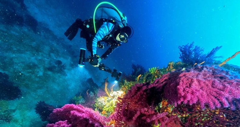 Milli Sporcu Şahika Ercümen Ayvalık’ta dalış yaparak kırmızı mercanları tanıtacak