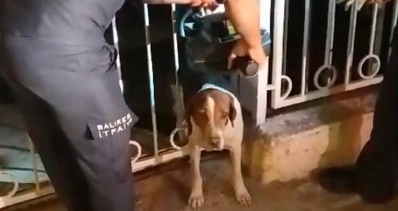 Bandırma’da demir parmaklıklara sıkışan köpek kurtarıldı
