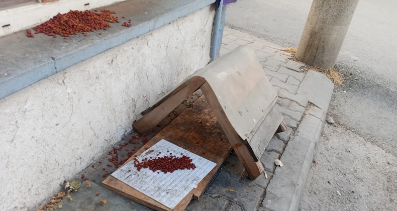 Sokak Hayvanları İçin Destek Bekliyorlar