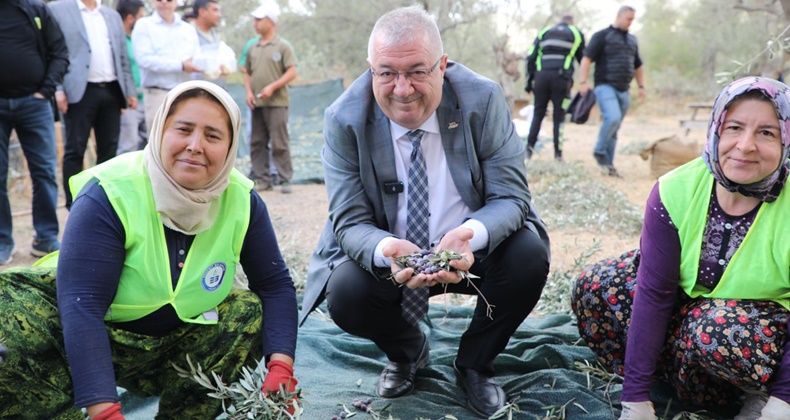 Edremit Belediyesi’nde zeytin hasadı başladı