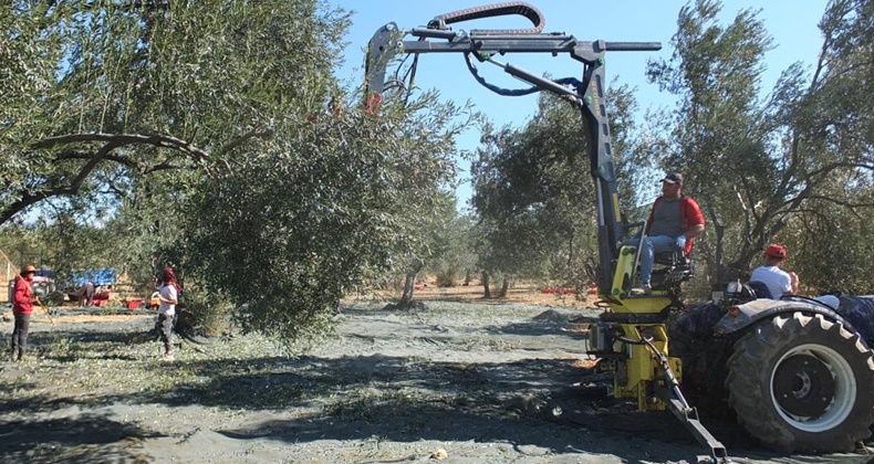 Balıkesirli kaşifin yaptığı makineler zeytin hasadını kolaylaştırdı