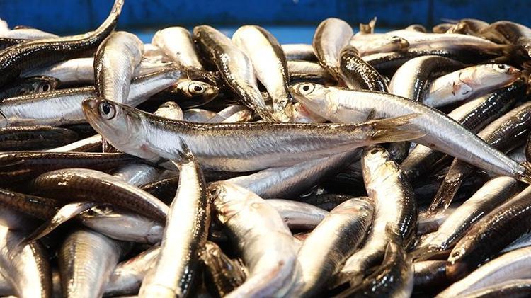 Kasım Ayında Balık Sezonu Balıkesir’de Canlanıyor: Hangi Balıklar Sofraları Süsleyecek?