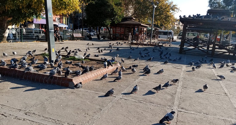 Güvercinler Şehir Parkında Yoğun İlgi Görüyor