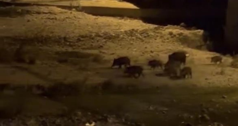 Balıkesir’de domuzlar merkeze indi