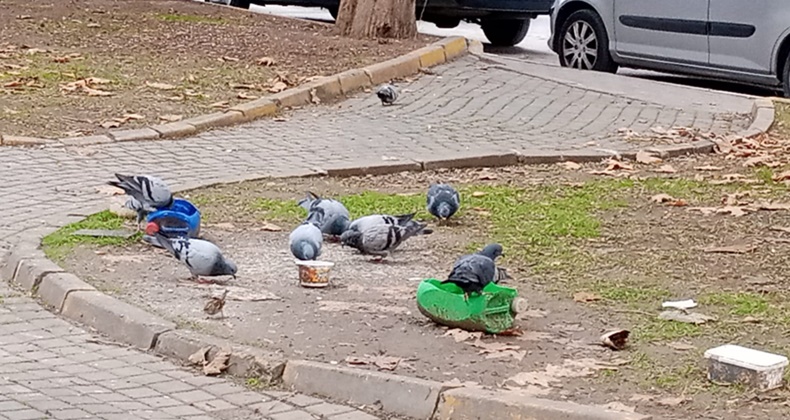 Balıkesir’de Parklarda Sokak Hayvanlarına Destek