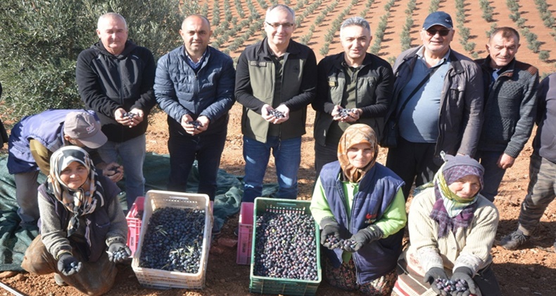 Bölge Müdürü Kayıran Zeytin Hasadına Katıldı