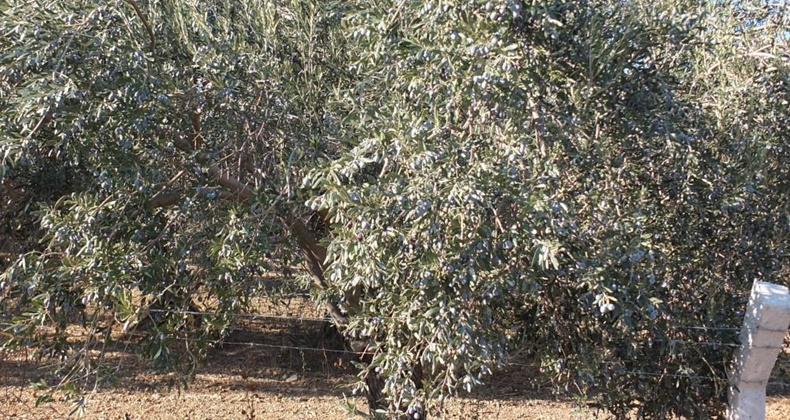 Balıkesir’de kuraklıktan büyüyemeyen zeytin yüz güldürmedi