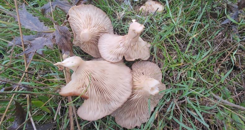 Balıkesir’de Doğal Mantar Sezonu Açılırken Zehirli Türlere Dikkat!