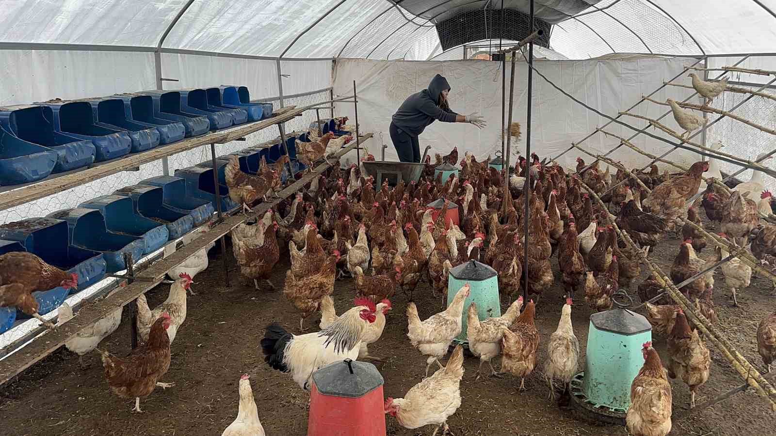 Bodrum’da sahipsiz köpekler dehşet saçtı: Binden fazla tavuk telef oldu