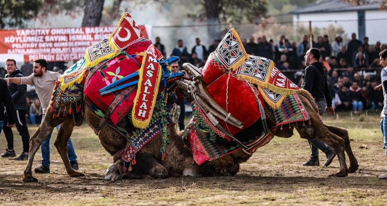 Pelitköy’de deve güreşi coşkusu