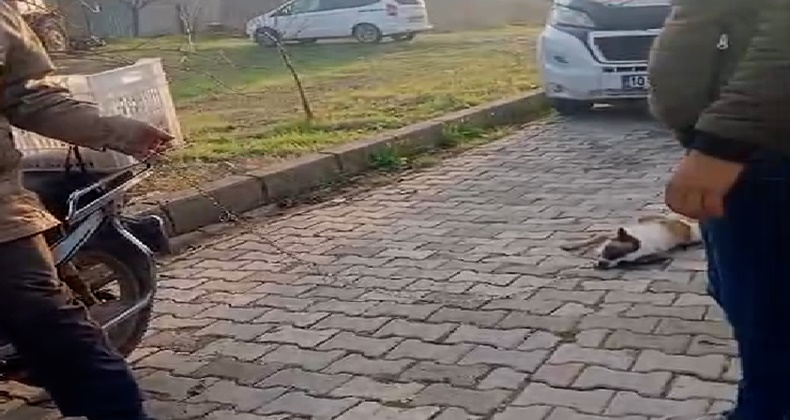 Balıkesir’de köpeği motosiklete bağlayıp sürükleyen kişiye para cezası ve adli soruşturma