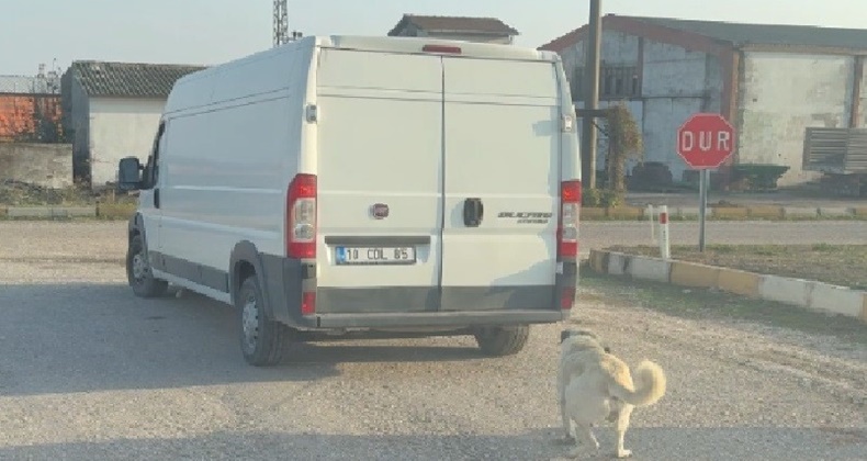 Balıkesir’de kamyonetin arkasına bağlanarak sürüklenen köpek kurtarıldı