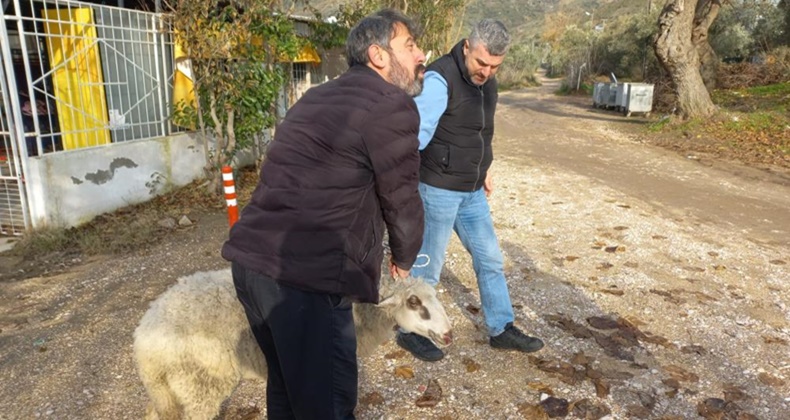 Erdek’te kayalıklarda mahsur kalan koyun kurtarıldı