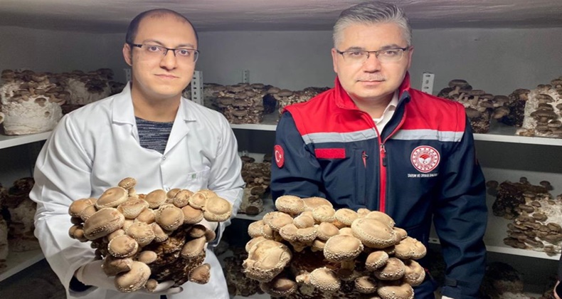 tarım