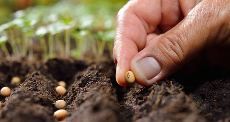 Ata Tohumu mu? Hibrit Tohum mu?