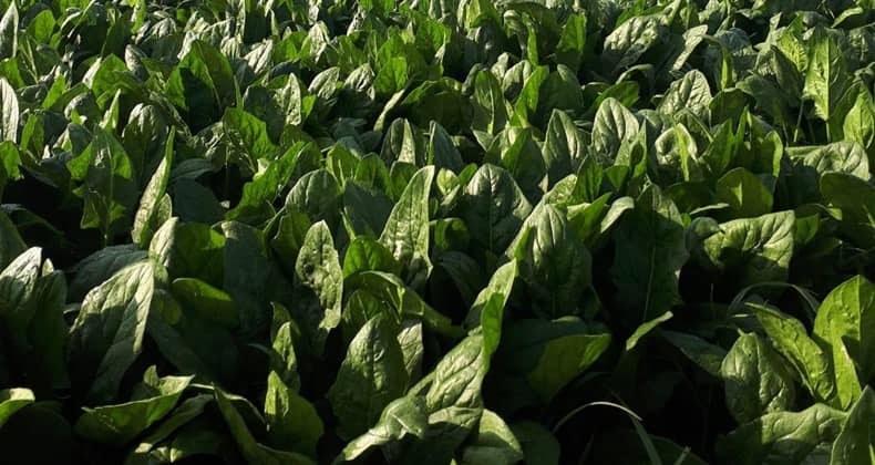 Balıkesir’de Ispanak Hasadı Sürüyor