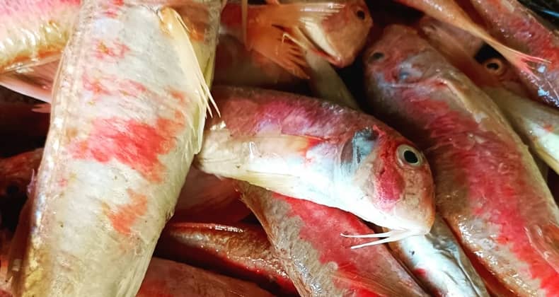 Barbun ve Mercan Balığının Dikkat Çeken Kırmızı Renginin Sırrı