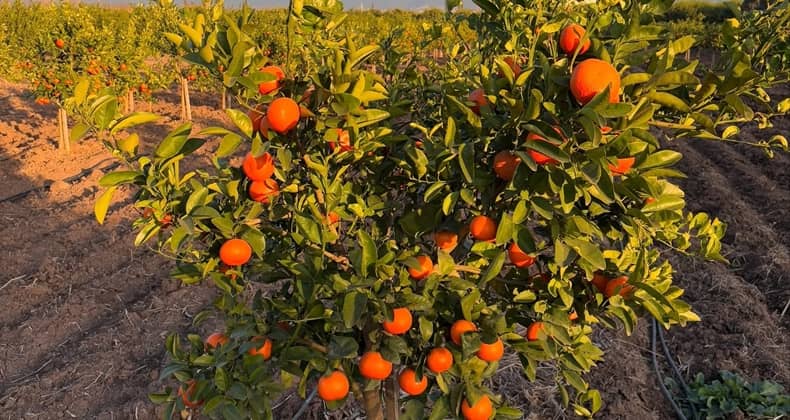 Narenciye Meyveleri Çekirdekten Yetiştirilebilir mi?