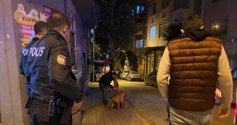 Bandırma’da sahibinin elinden kurtulan pitbull sokak köpeğine saldırdı