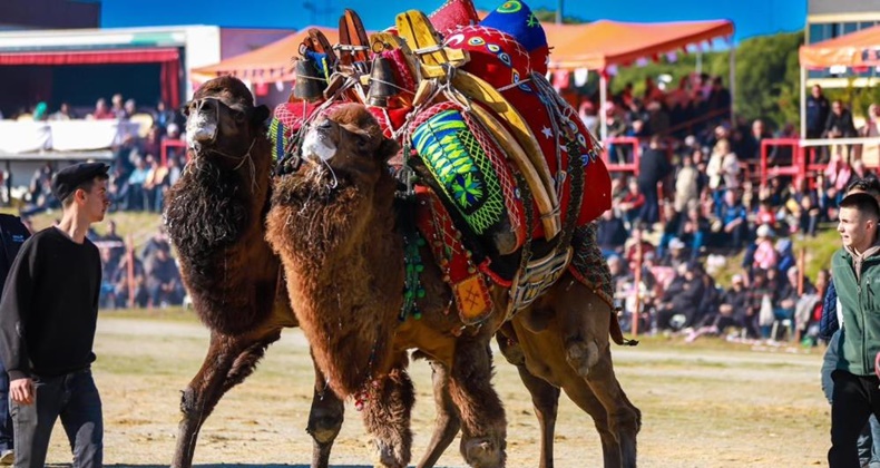 Balıkesir’de deve güreşi heyecanı yaşandı