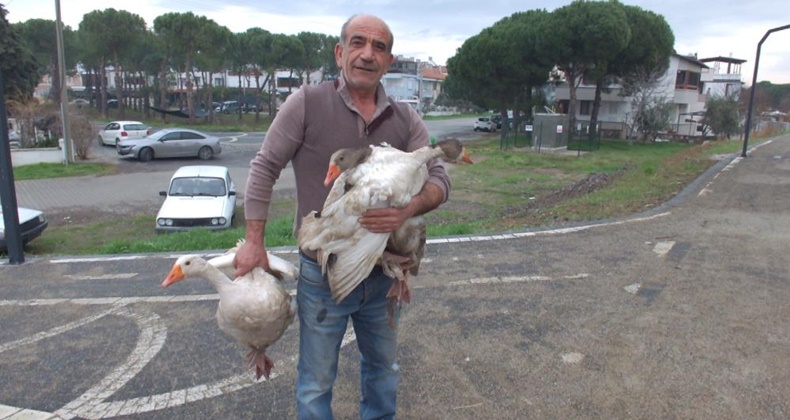 Balıkesir’de komşularının şikayetinden bıkınca, beslediği kazları doğal ortama saldı
