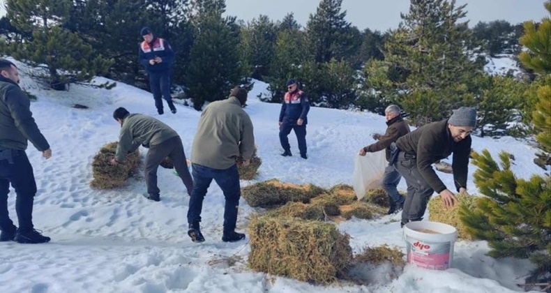 Kazdağları’nda yoğun kar yağışı nedeniyle yaban hayvanlarına yem bırakıldı
