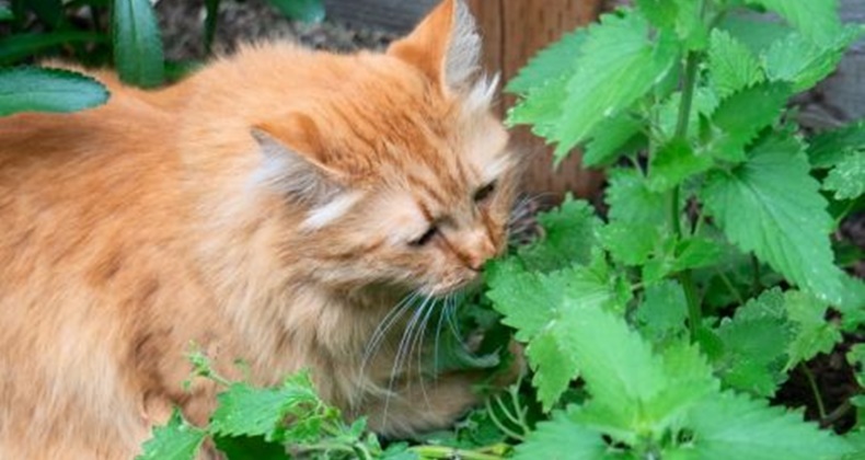 kedi nanesi