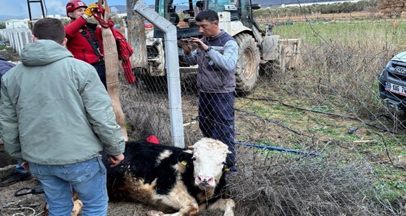 BALIKESİR'DE KUYUYA DÜŞEN BÜYÜKBAŞ HAYVAN VİNÇLE KURTARILDI