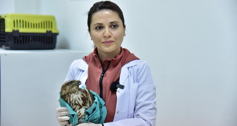 Balıkesir’de bitkin halde bulunan şahin tedavi edilerek doğaya salındı
