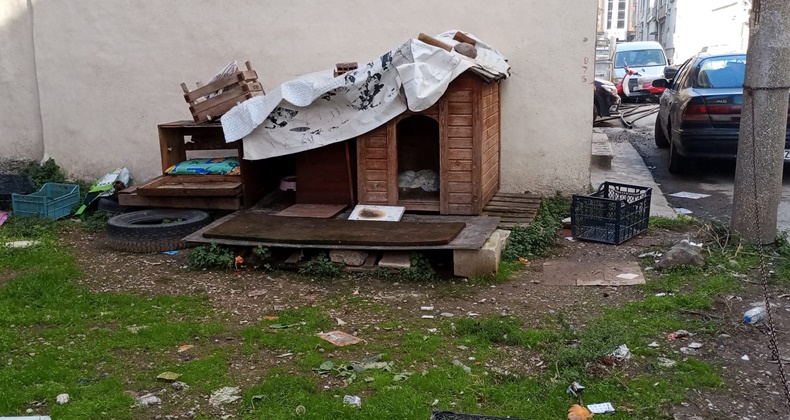 Balıkesir’de Sokak Hayvanları Tartışması