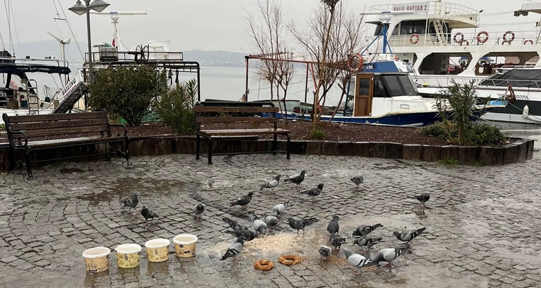 Ayvalık’ta Sokak Hayvanları İçin Örnek Duyarlılık