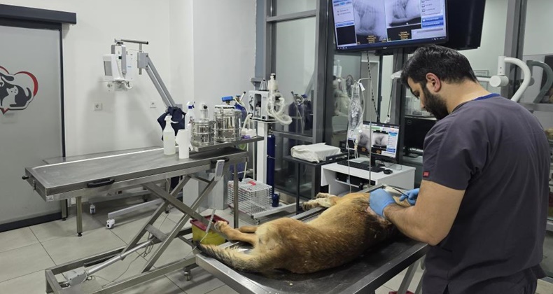 Balıkesir’de ateşli silahla vurulan köpeği kurtarmak için seferber oldular